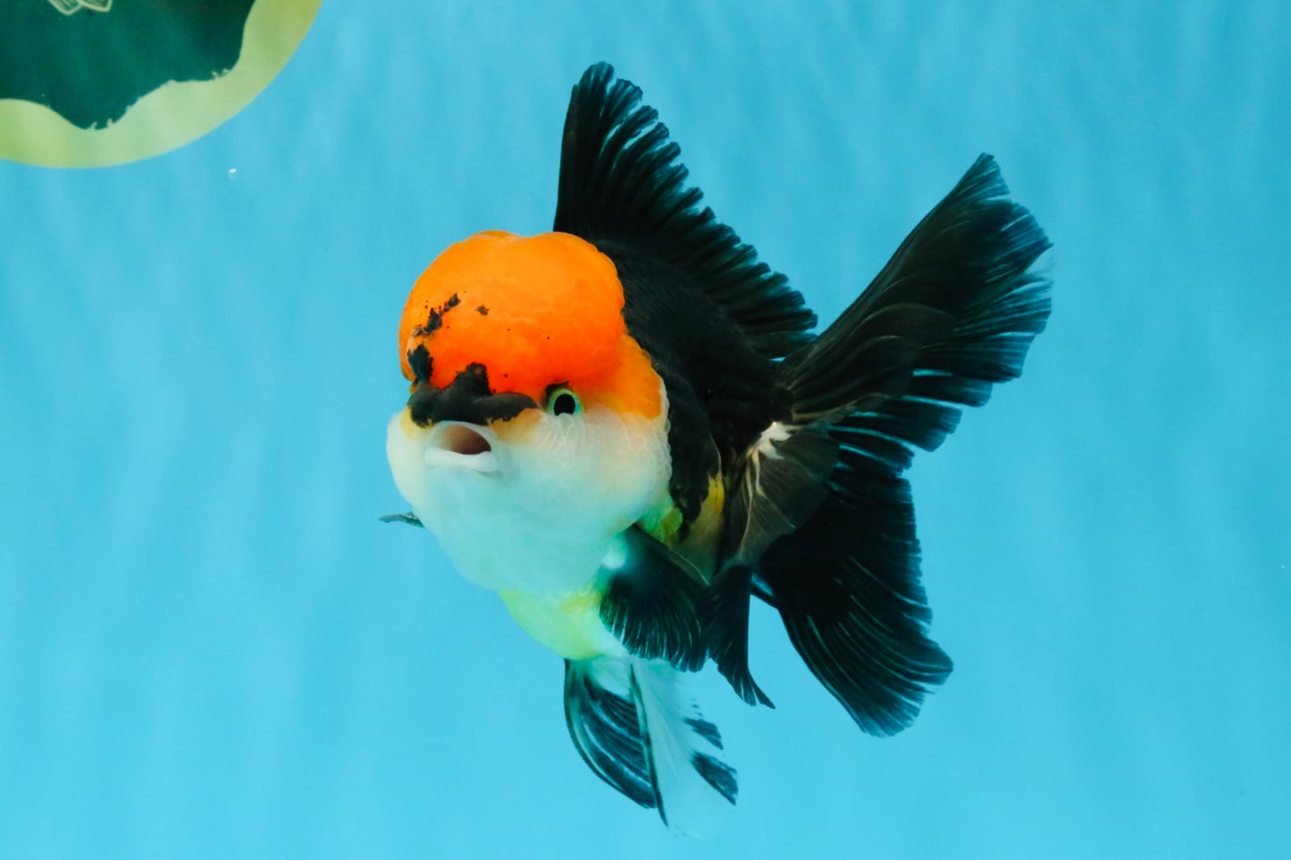 CHARLIE Tricolor Oranda Male 5-5.5 inches #040326OR_10