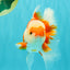 AAA Grade Red White Oranda Male 5 inches #061926OR_23