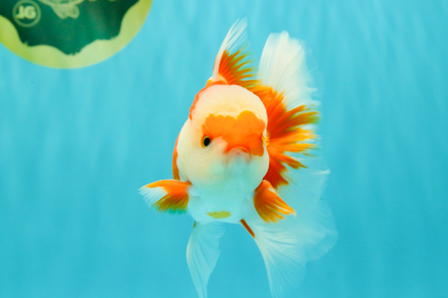 AAA Grade Red White Oranda Male 5 inches #061926OR_23