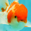 A Grade Kohaku Red White Oranda Male 5.5-6 inches #082126OR_02