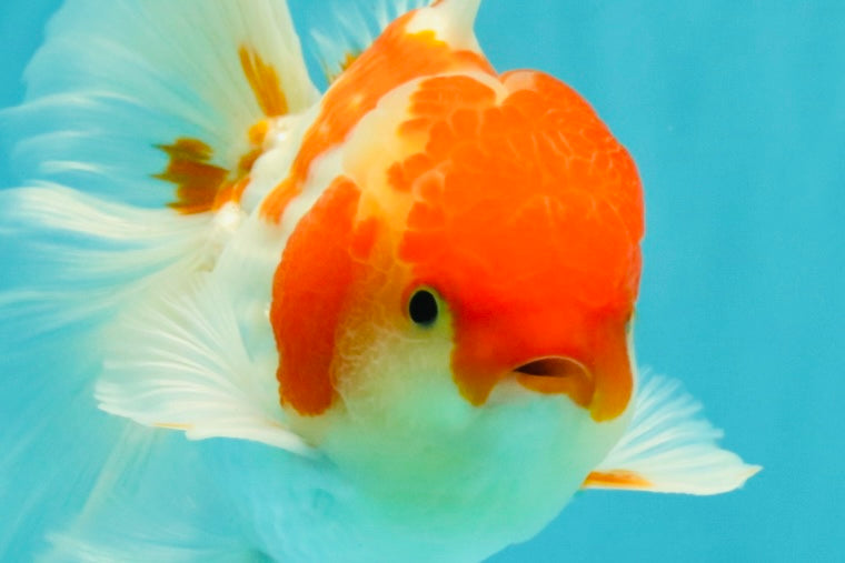 A Grade Kohaku Red White Oranda Male 5.5-6 inches #082126OR_02