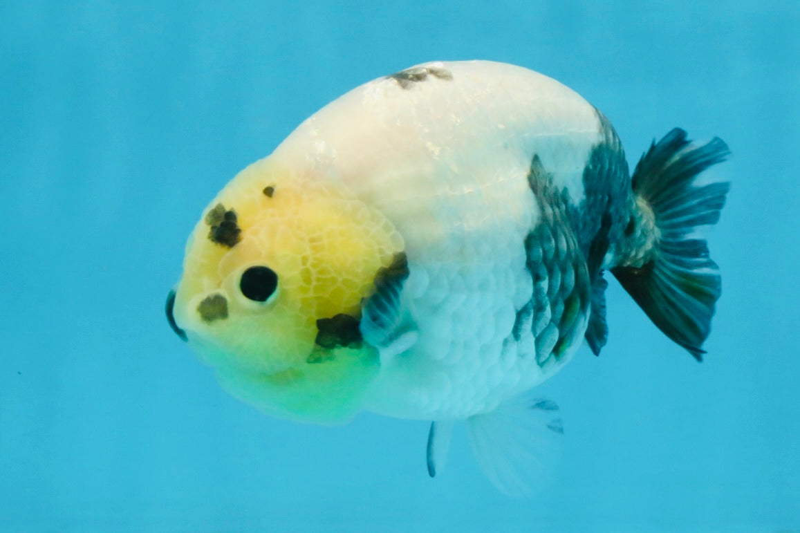 A Grade Chinese Cow Ranchu Male 4.5-5 inches #110725RC_13