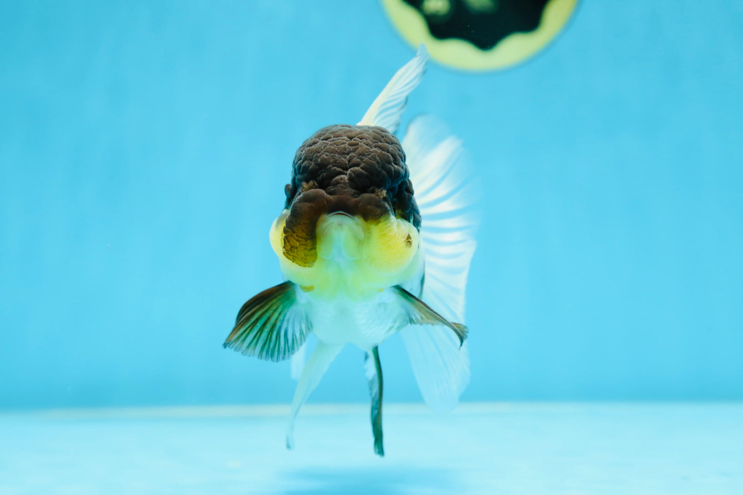 Panda Oranda Female 5 inches #080825OR_08