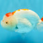 CHUBBY AAA Grade Kohaku Red White LionQueen 4.5-5 inches #032726LC_18