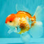 A Grade Polkadot Red White Oranda Male 5.5 inches #100926OR_13