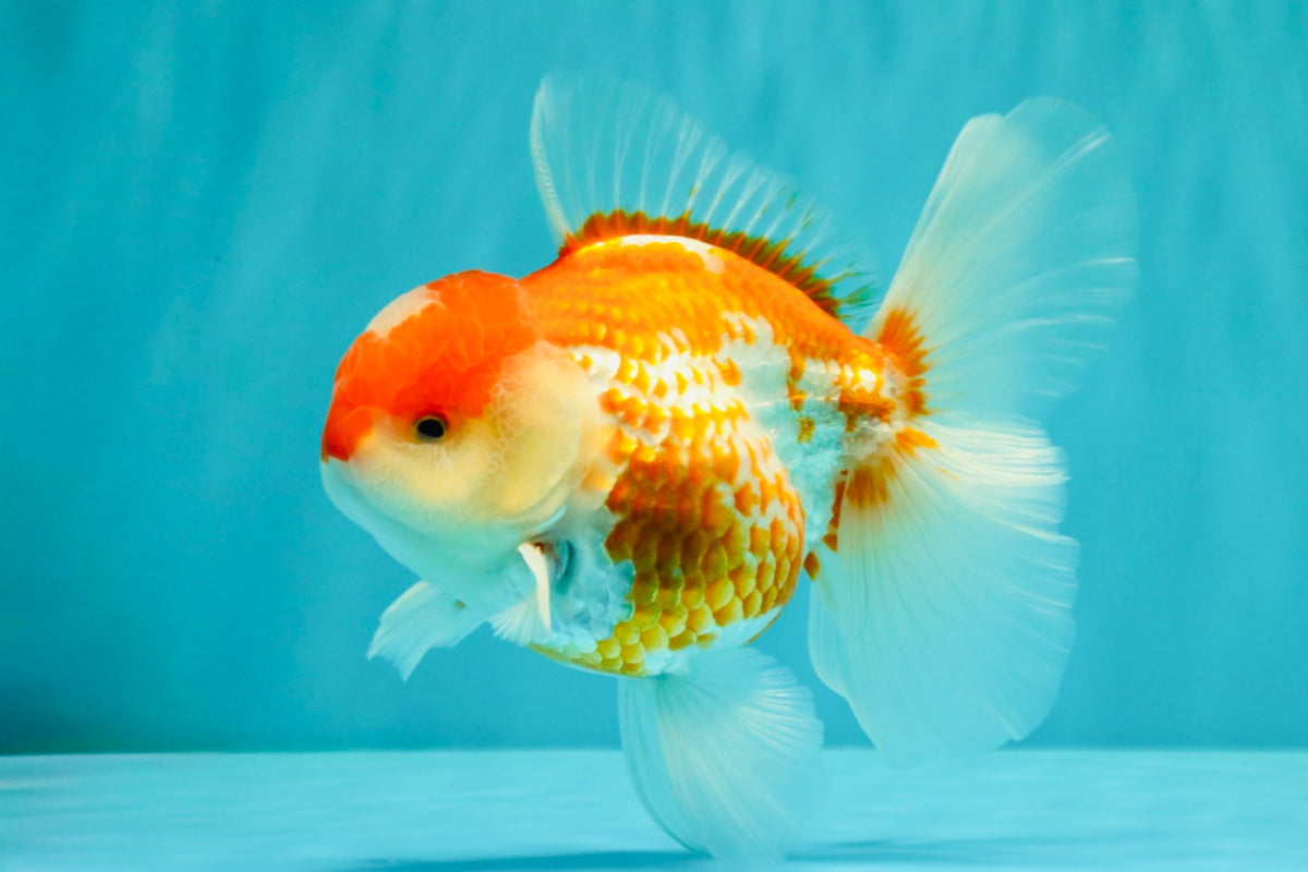 A Grade Polkadot Red White Oranda Male 5.5 inches #100926OR_13