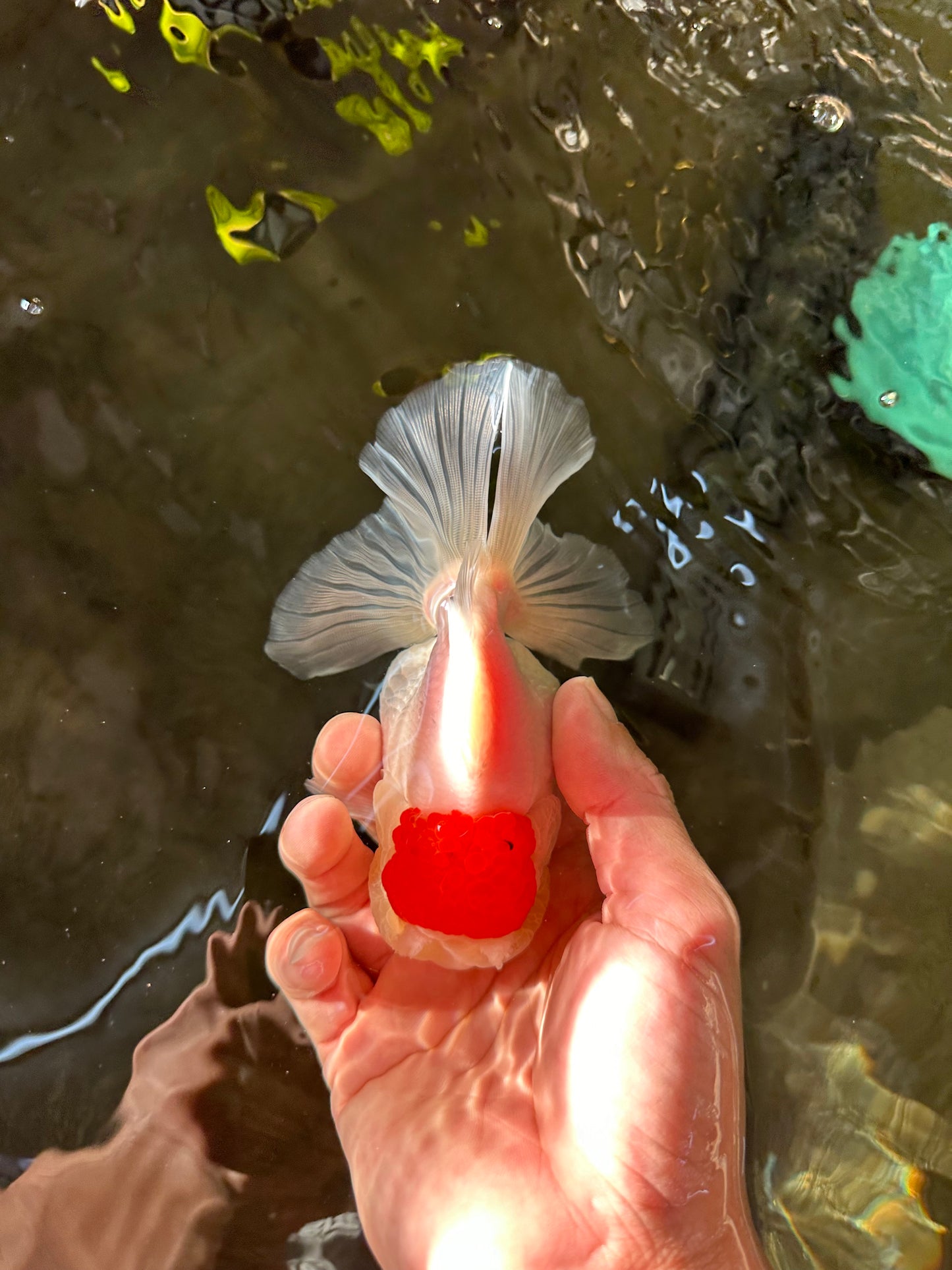 A Grade Pom-poms Tancho Oranda Female 5 inches #102524OR_12