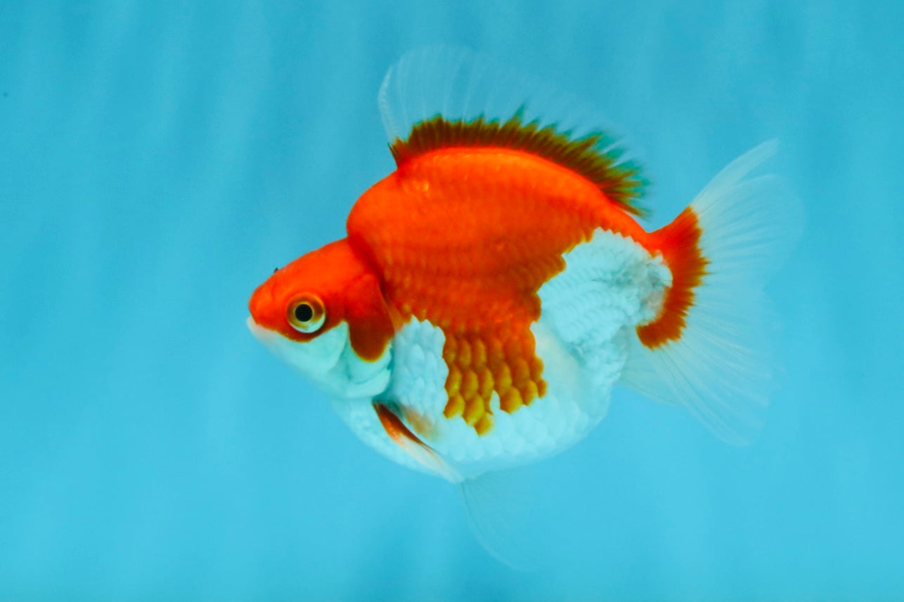 A Grade Red White Ryukin Male 4 inches #032726RK_27