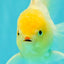 A Grade White Oranda Male 6 inches #061926OR_26