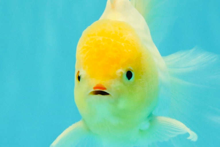 A Grade White Oranda Male 6 inches #061926OR_26
