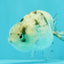A Grade White Tiger LionQueen 4 inches #082126LC_31