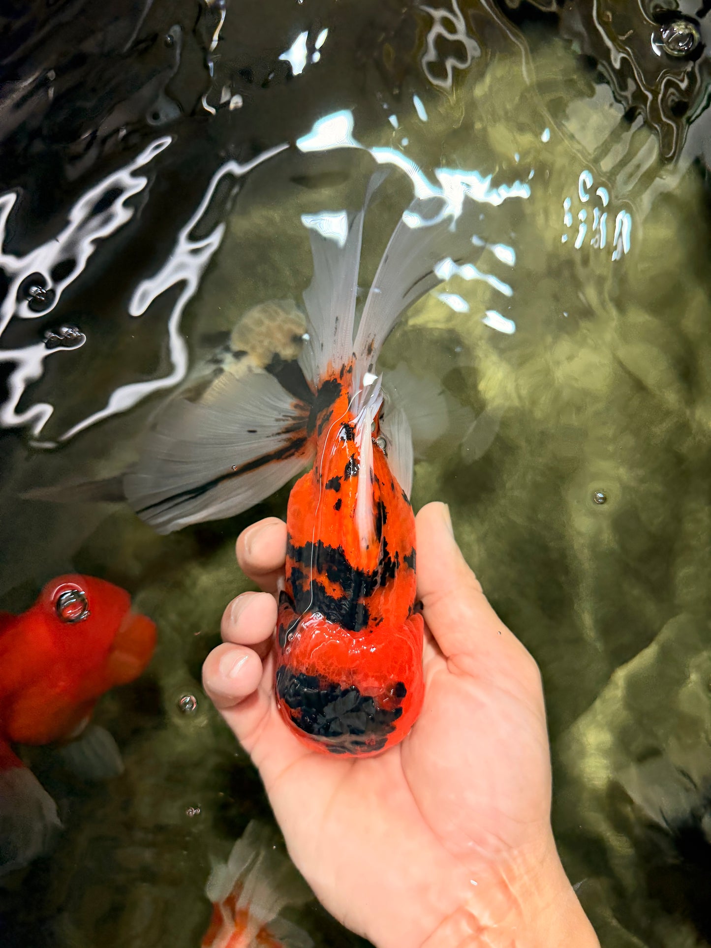 UNIQUE A Grade Tiger Oranda Male 6.5 inches #070626OR_19