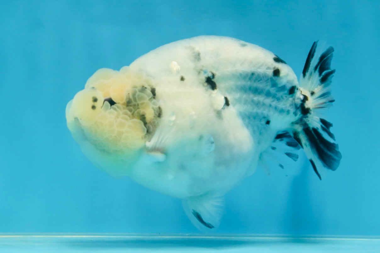 A Grade Marble Blue Back Sakura Lionking 4.5 inches #080125LC_16