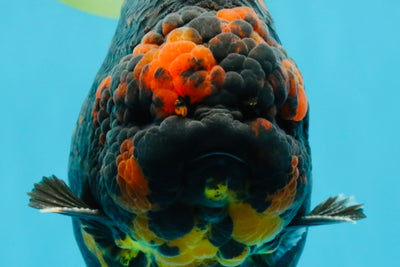 SUPER AAA Grade Godzilla Tiger Yuanbao Male 6 inches #022026YB_02