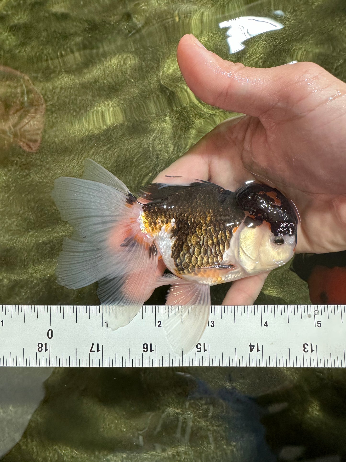A Grade Potter Tricolor Oranda Male 4.5 inches #122223OR_14