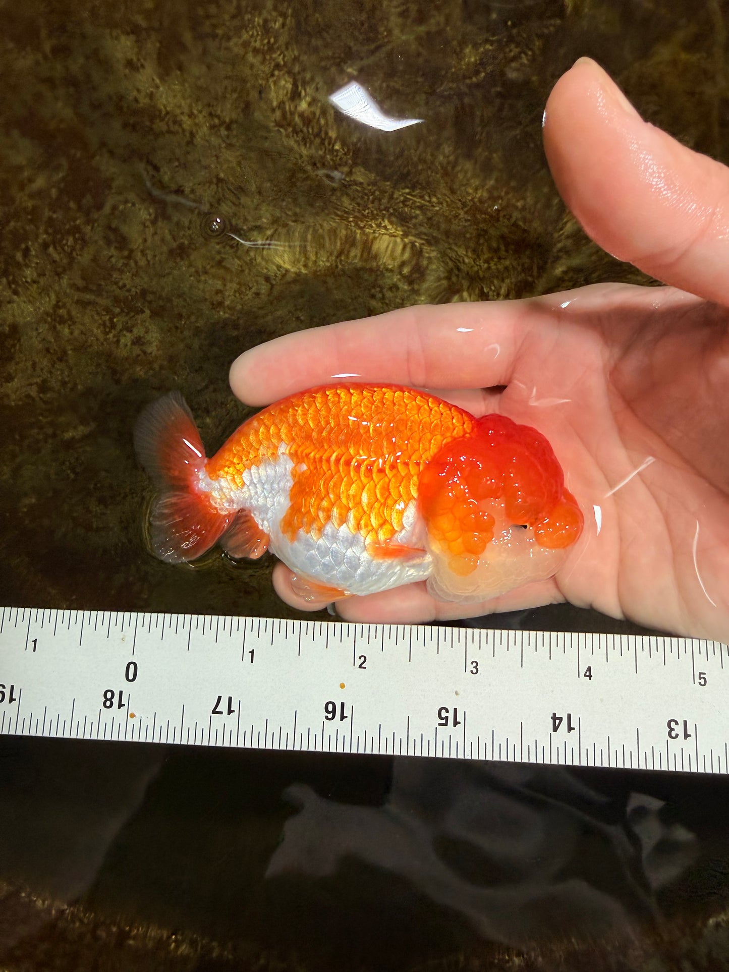 CHEEKY Red White LionChu Female 3.5-4 inches #120525LC_18