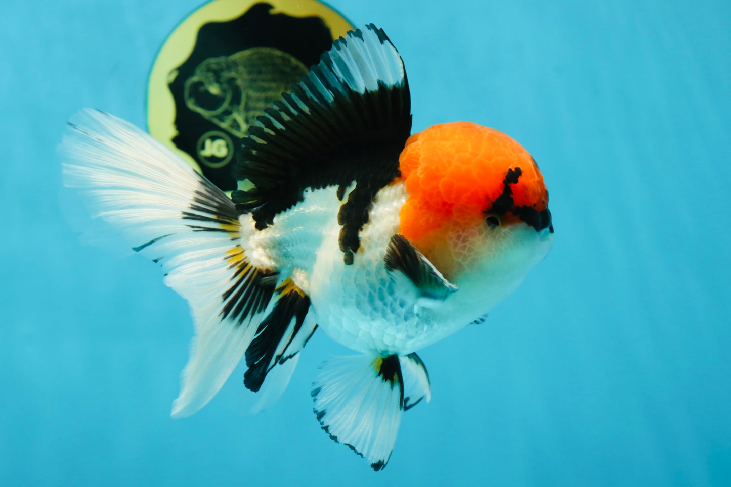 A Grade Tricolor Oranda Male 5.5 inches #050925OR_44