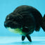 AAA Grade Hugh Back Black Ranchu 5-5.5 inches #050925RC_02