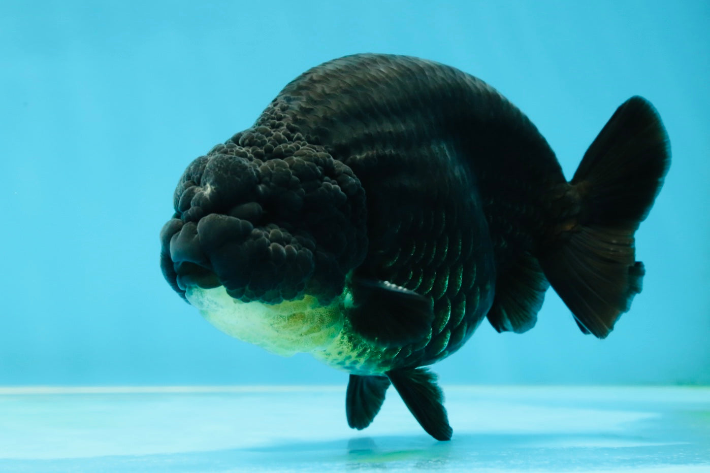 AAA Grade Hugh Back Black Ranchu 5-5.5 inches #050925RC_02