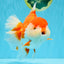 SUPER WEN A Grade Red White Oranda Female 7.5 inches #040326OR_23