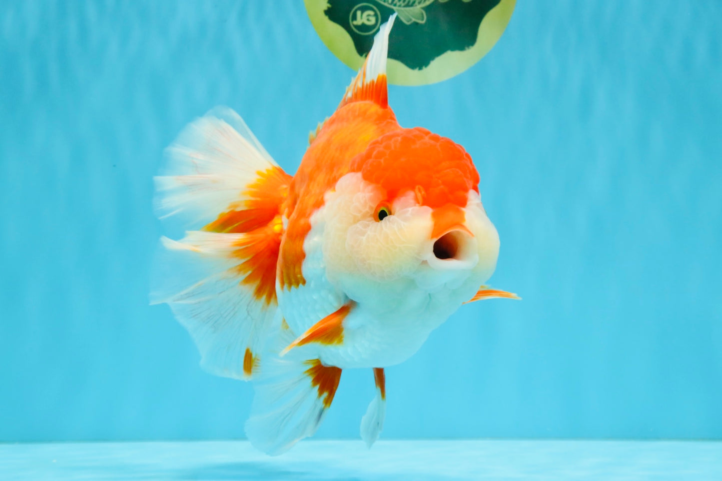 SUPER WEN A Grade Red White Oranda Female 7.5 inches #040326OR_23