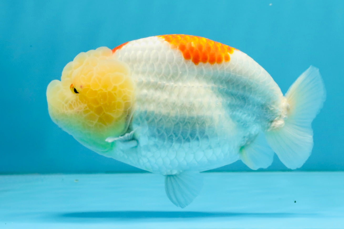 A Grade Red White LionQueen 5 inches #041026LC_14