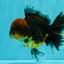 AAA Grade Dark Tiger Red Head Oranda Male 5-5.5 inches #050126OR_10