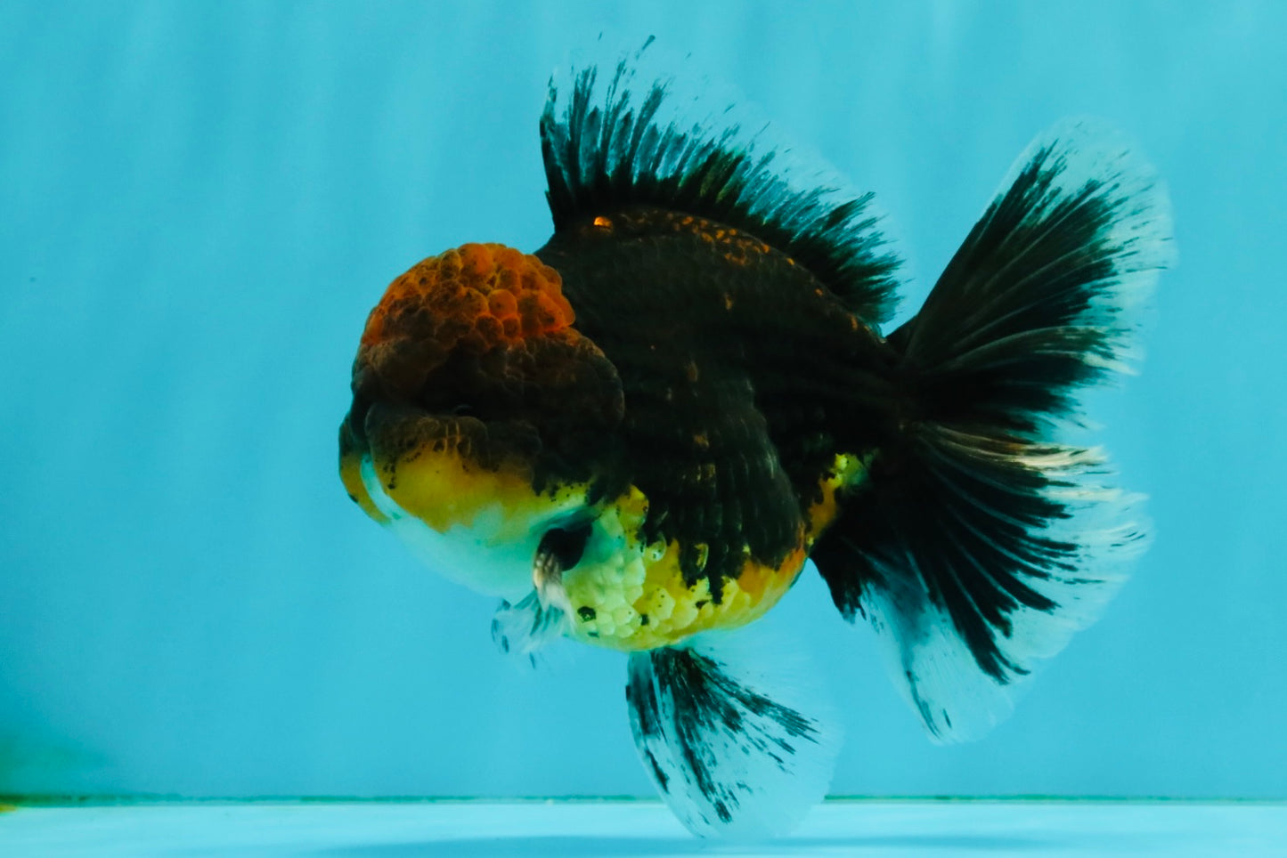 AAA Grade Dark Tiger Red Head Oranda Male 5-5.5 inches #050126OR_10