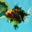 A Grade Tiger Oranda Female 5.5 inches #090426OR_07
