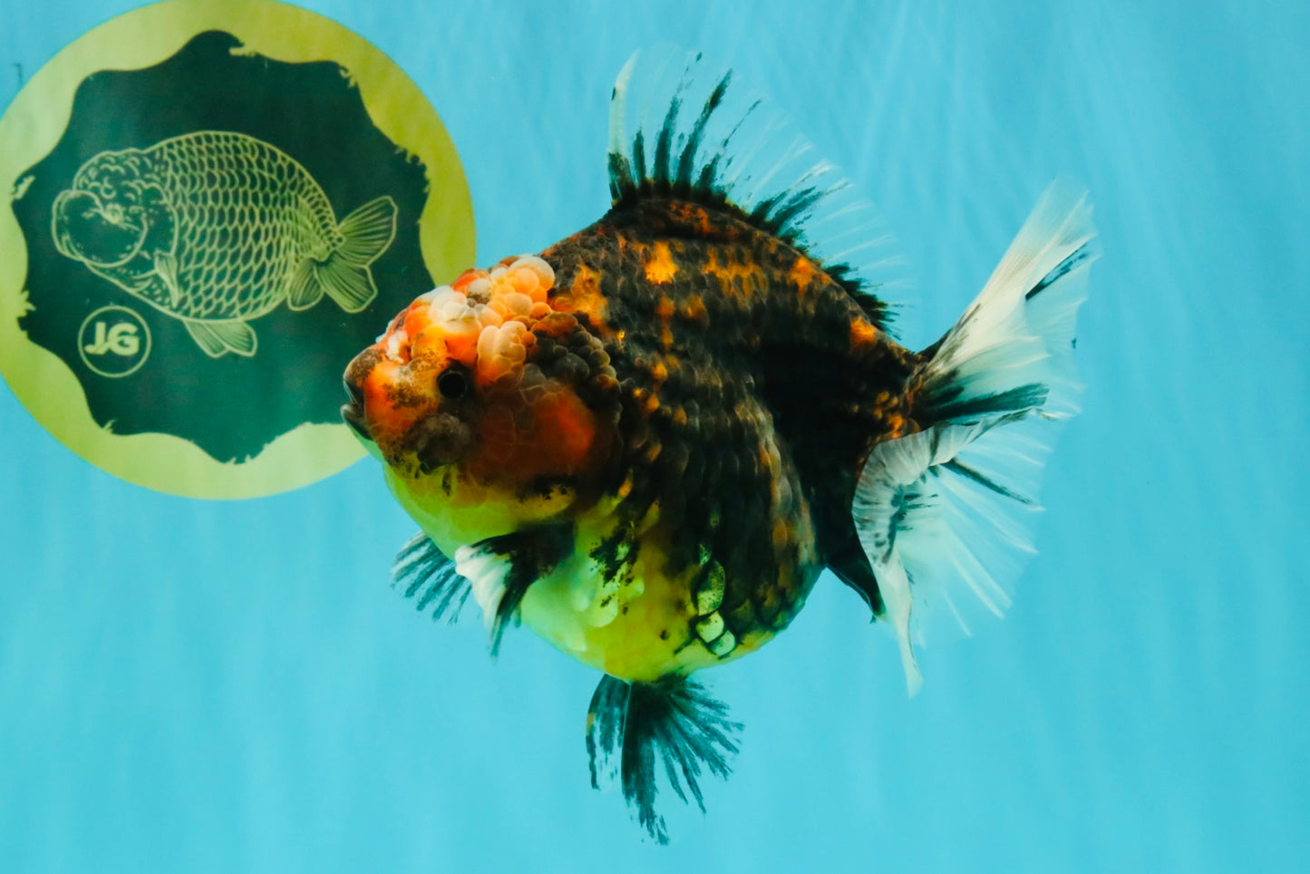 A Grade Tiger Oranda Female 5.5 inches #090426OR_07