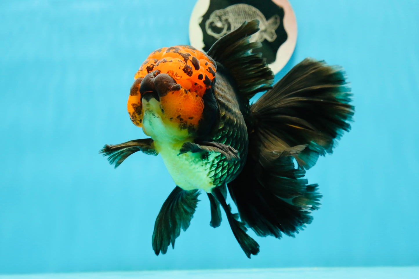 Oranda hembra de cola rosa con cabeza de lava gigante de grado AAA de 6 pulgadas n.º 1110OR_22