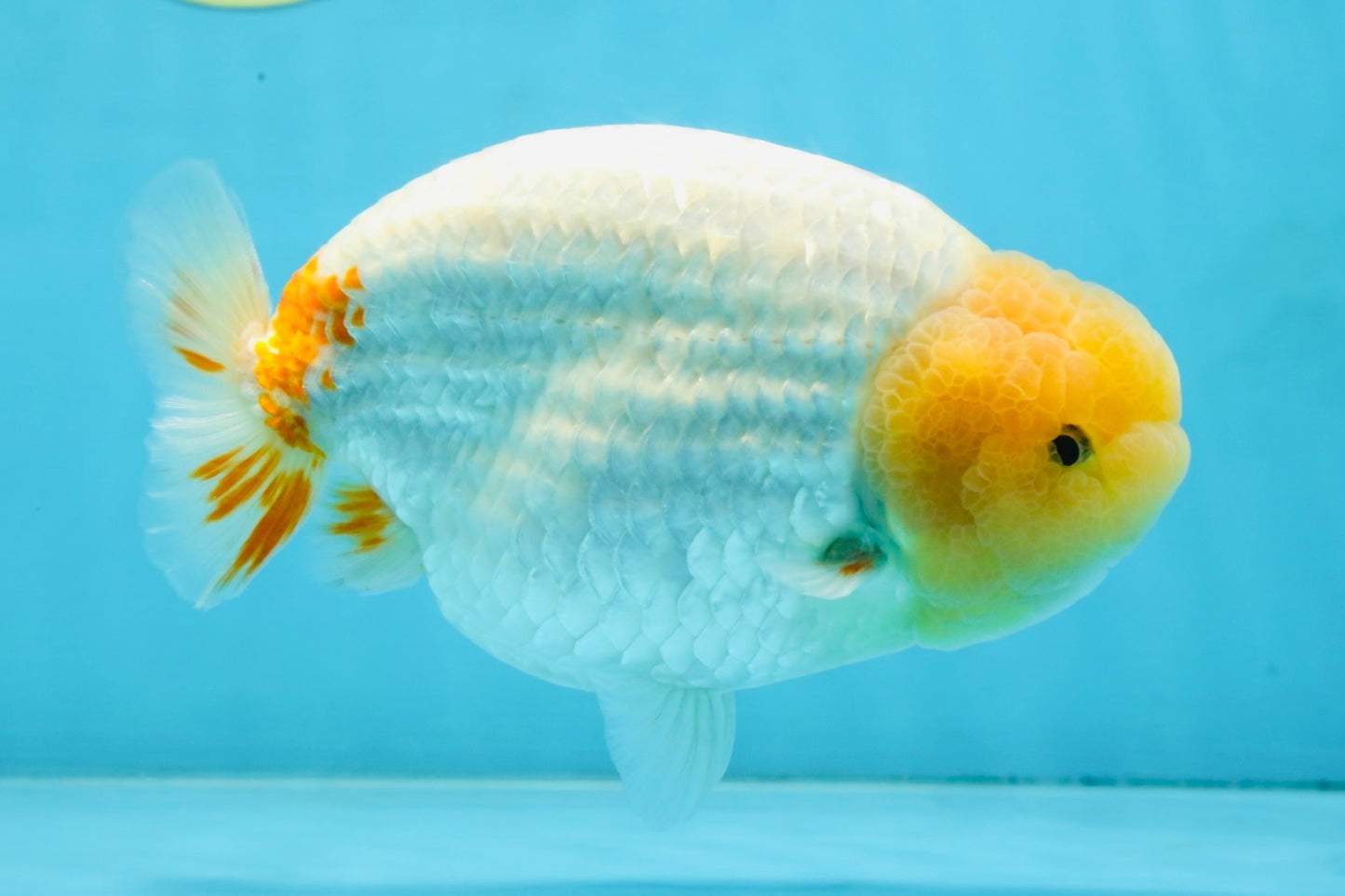 AAA Grade Strong Body Structure Lemonhead LionKing 5.5 inches #101025LC_18