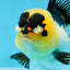 Panda Oranda femelle avec des yeux boutonnés de qualité AAA, 5 pouces #0906OR_25