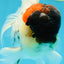 Unique Color AAA Grade Tricolor Lava Head Oranda Male 5 inches #042525OR_08