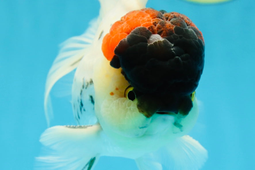 Unique Color AAA Grade Tricolor Lava Head Oranda Male 5 inches #042525OR_08