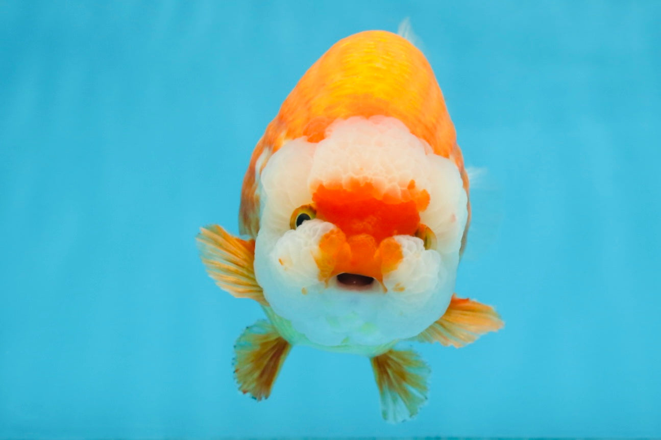 A Grade CHUBBY Red White LionKing 5.5-6 inches #091925LC_23