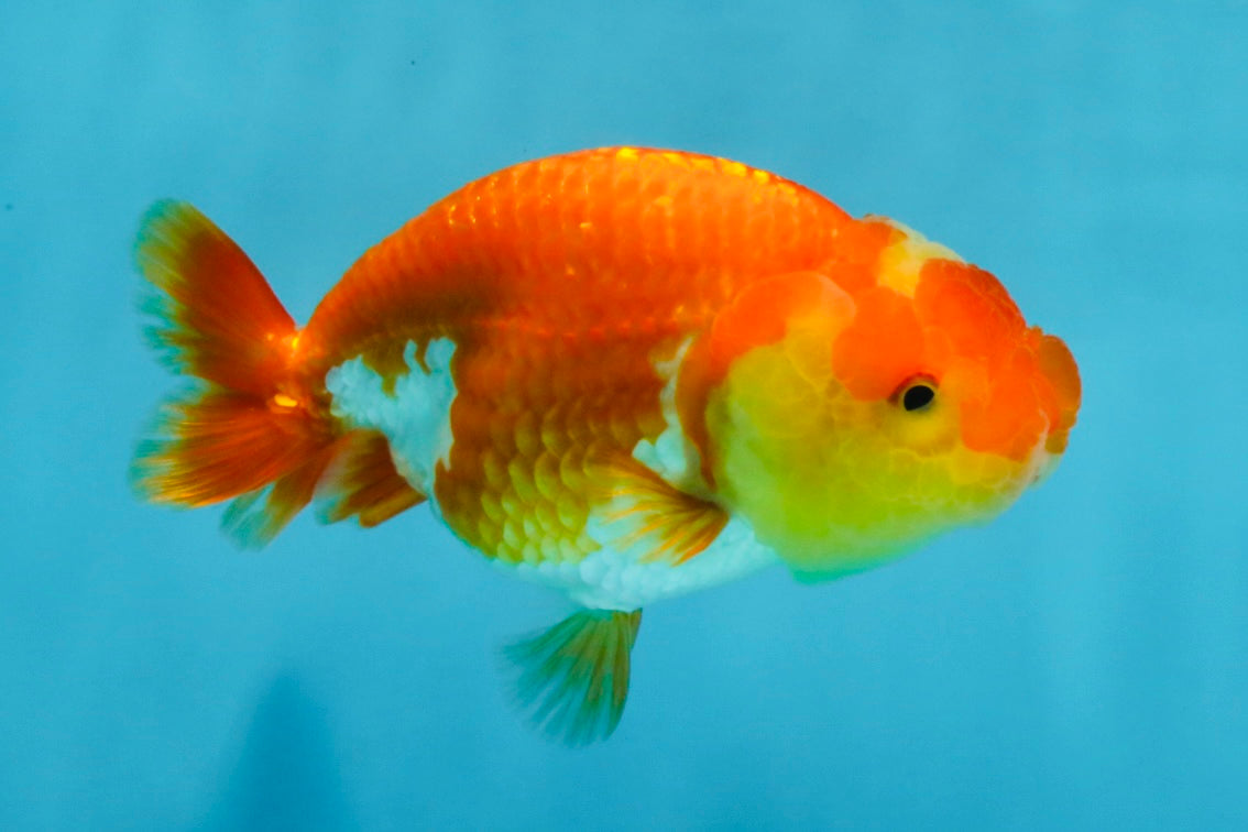 Red White Lionchu Female 4-4.5  inches #121225LC_12