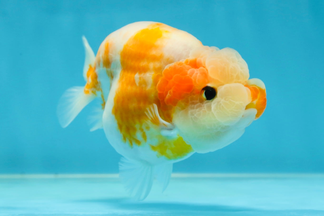 A Grade Sakura LionQueen 4-4.5 inches #050925LC_06