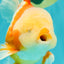 A Grade Lipstick Red White Oranda Male 6 inches #100926OR_17
