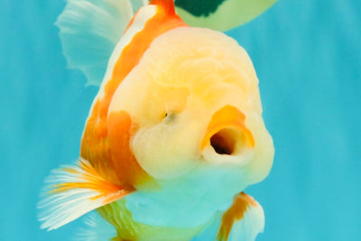 A Grade Lipstick Red White Oranda Male 6 inches #100926OR_17