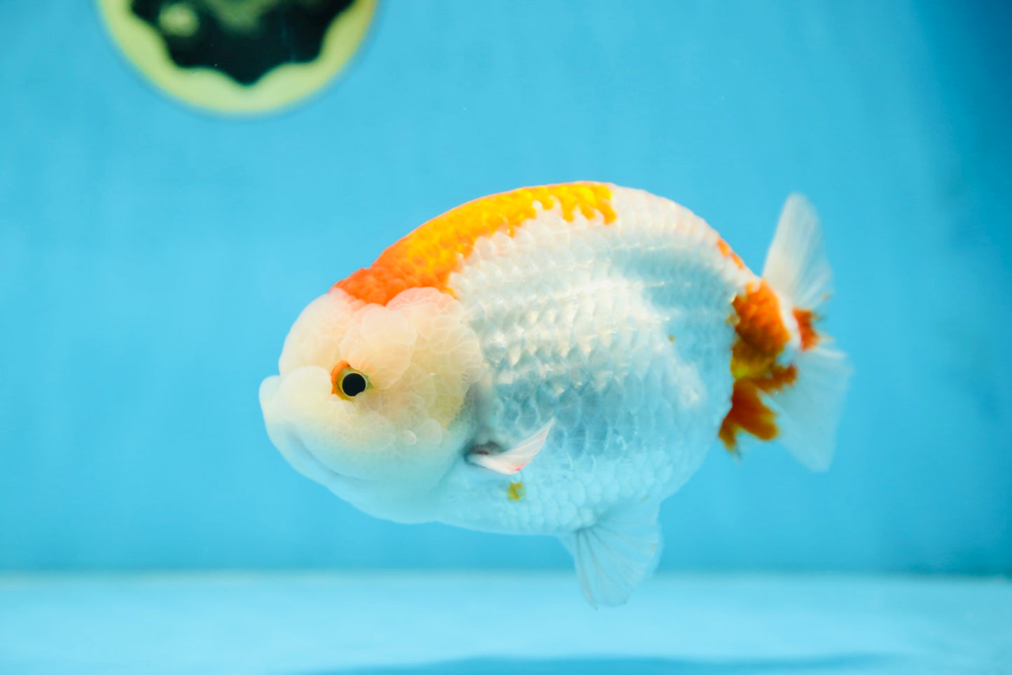 AAA Grade Red White LionKing 5.5 inches #082925LC_03