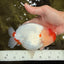 CHUBBY AAA Grade Super Hybrid Buffalo Red White  Ranchu Male 5.5 inches #100226RC_22