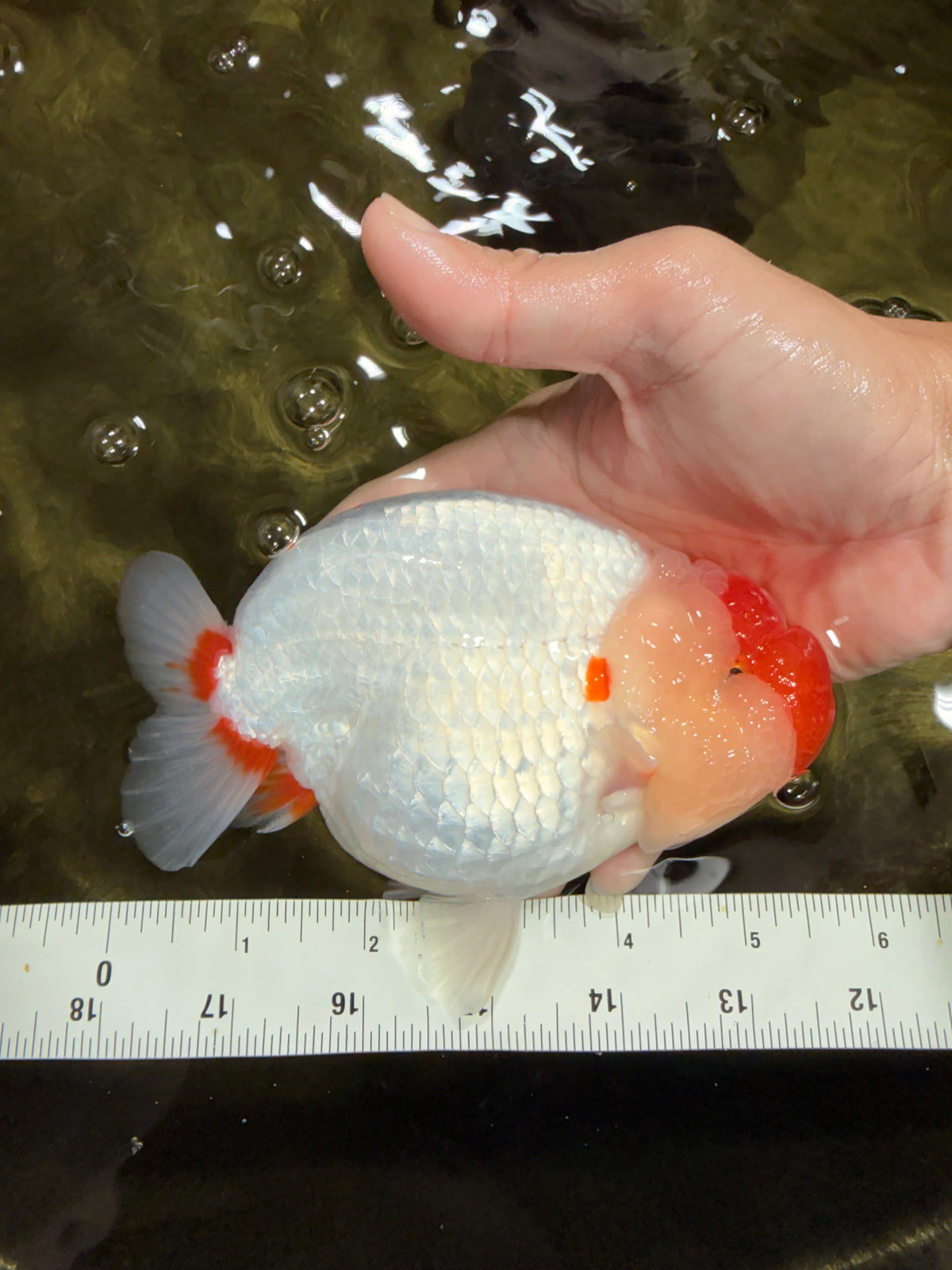 CHUBBY AAA Grade Super Hybrid Buffalo Red White  Ranchu Male 5.5 inches #100226RC_22
