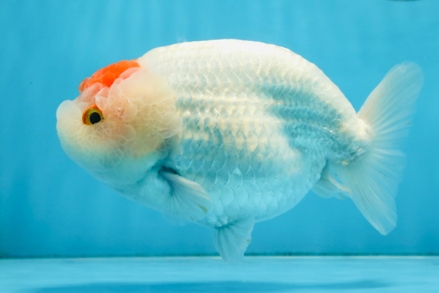 A Grade BEAUTY Red White Tancho LionQueen 6 inches #091925LC_26