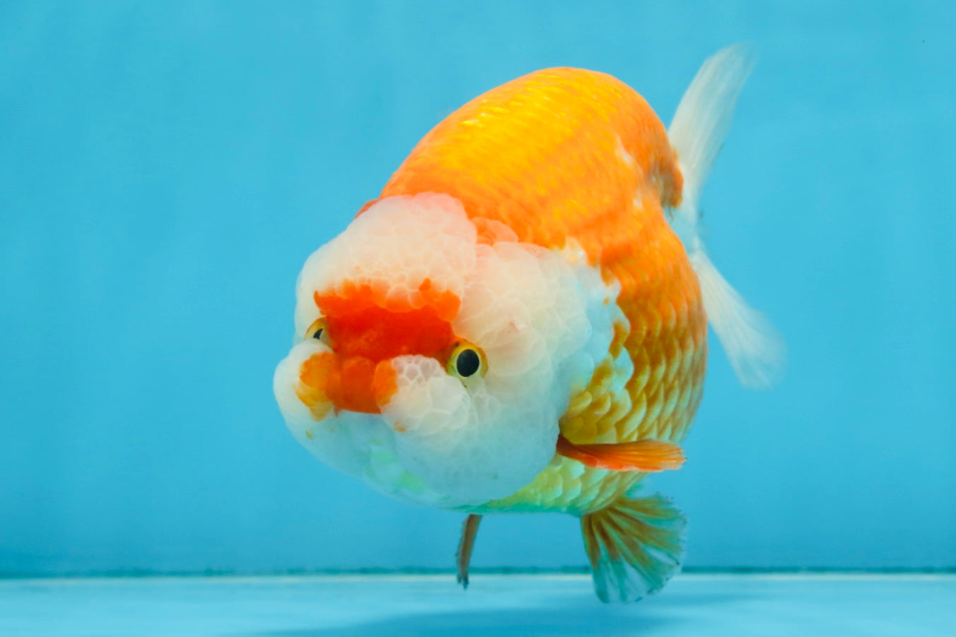 A Grade CHUBBY Red White LionKing 5.5-6 inches #091925LC_23