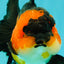 CHUBBY A Grade Apache Oranda Female 6 inches #071726OR_17