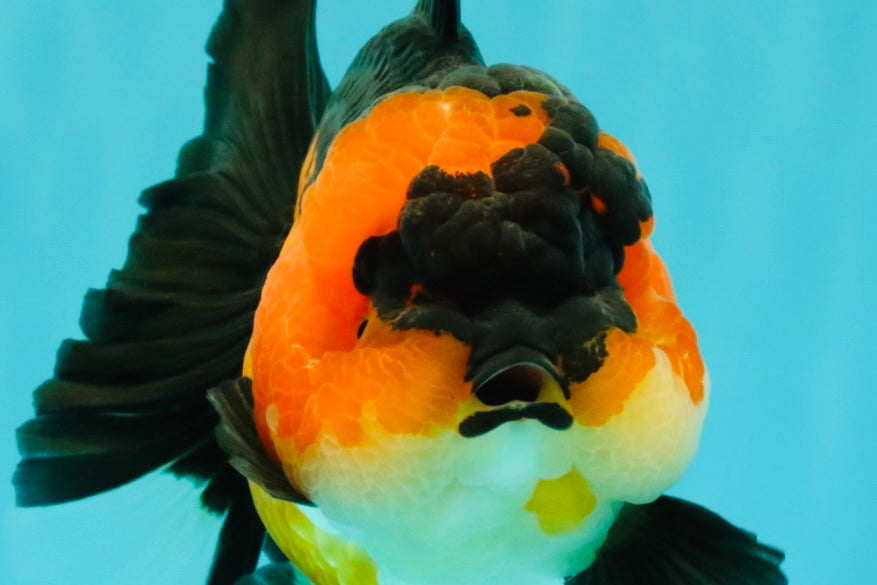 CHUBBY A Grade Apache Oranda Female 6 inches #071726OR_17