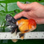 A Grade Tricolor Oranda Male 5 inches #0830OR_19