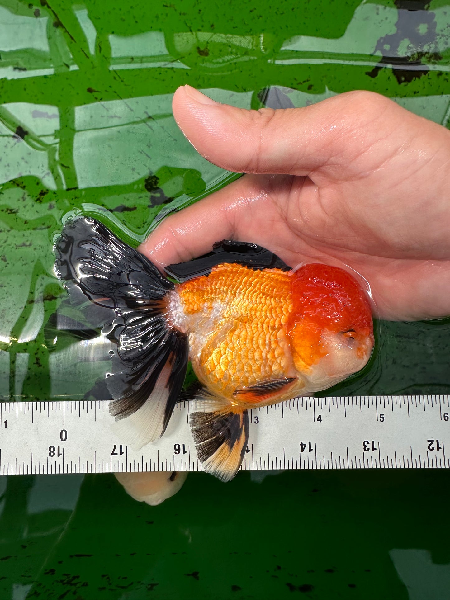 A Grade Tricolor Oranda Male 5 inches #0830OR_19