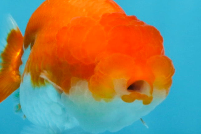 AAA Grade Red White LionQueen 4 inches #103125LC_22